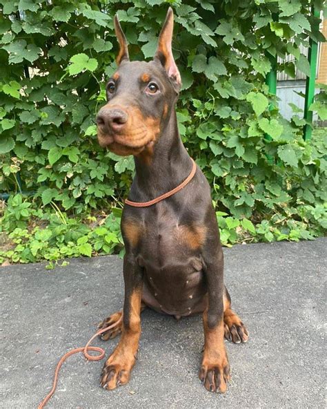 dallas doberman breeders|trained doberman for sale texas.